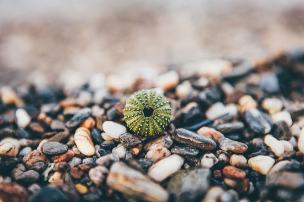 Free Image of Green Plant Growing on Pile of Rocks 