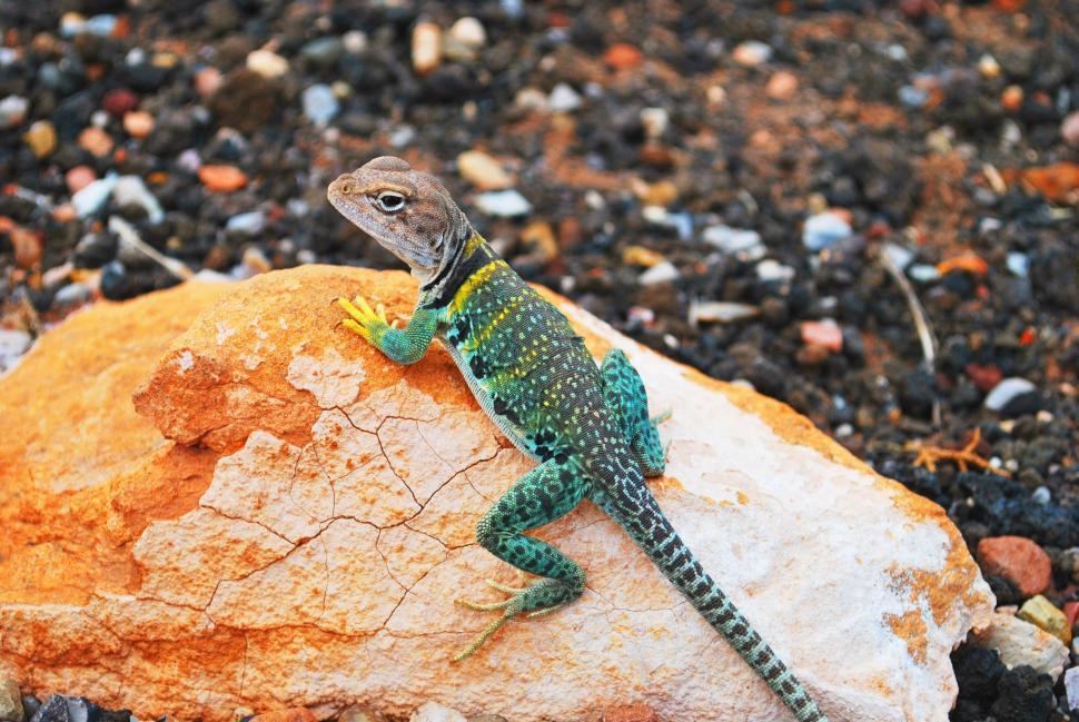 Free Image of Lizard Sitting on Rock 