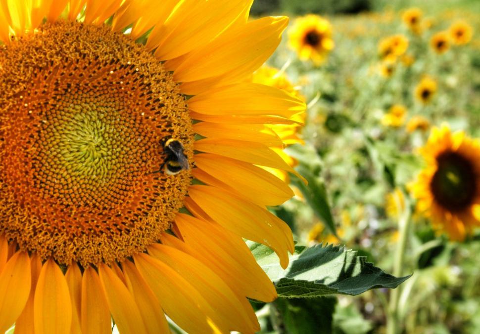 Free Image of Large Sunflower With Bee 