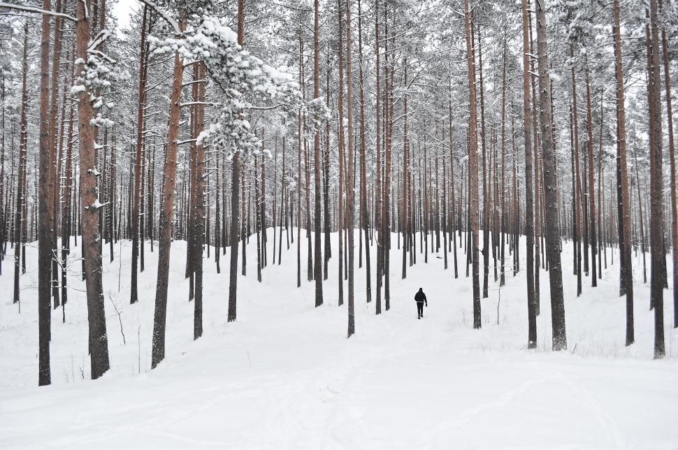 Free Image of Person Walking Through Snow Covered Forest 