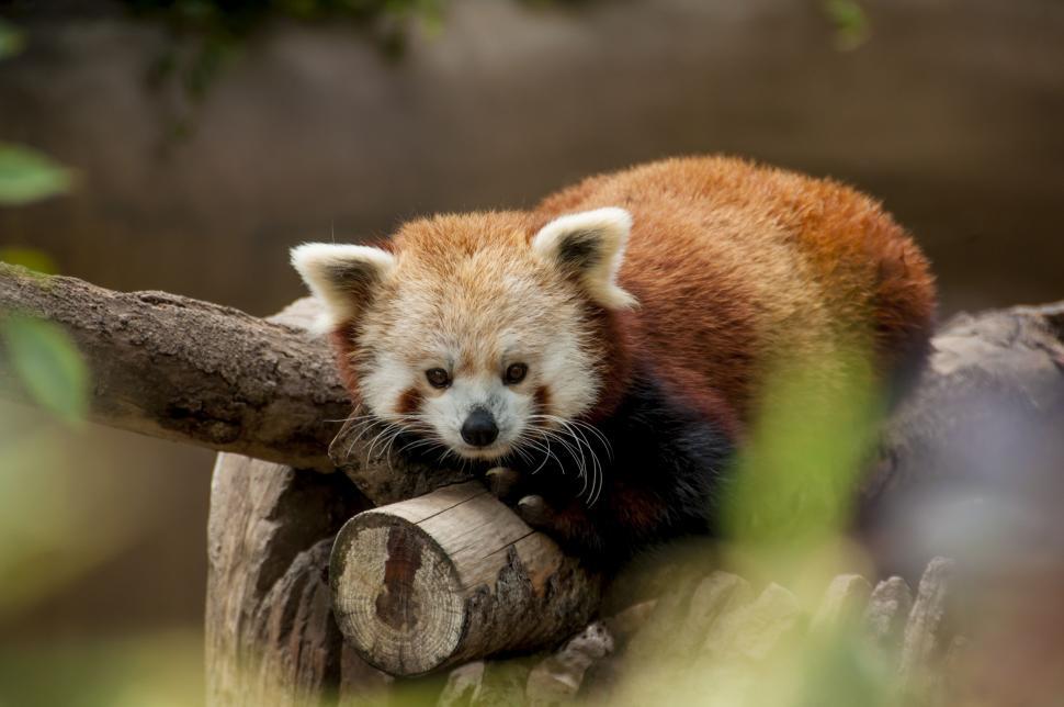 Free Image of Red Panda Resting on Tree Branch 