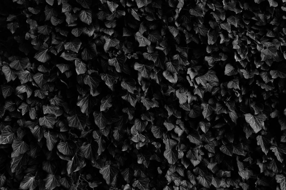 Free Image of Leaves on a Wall 