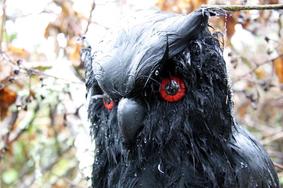 Free Image of halloween scary frightening spooky decoration haunted evil scare owl black red eyes beak wet animal 
