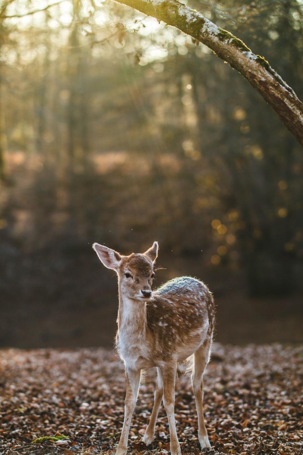 Free Image of Small Deer Standing in Middle of Forest 