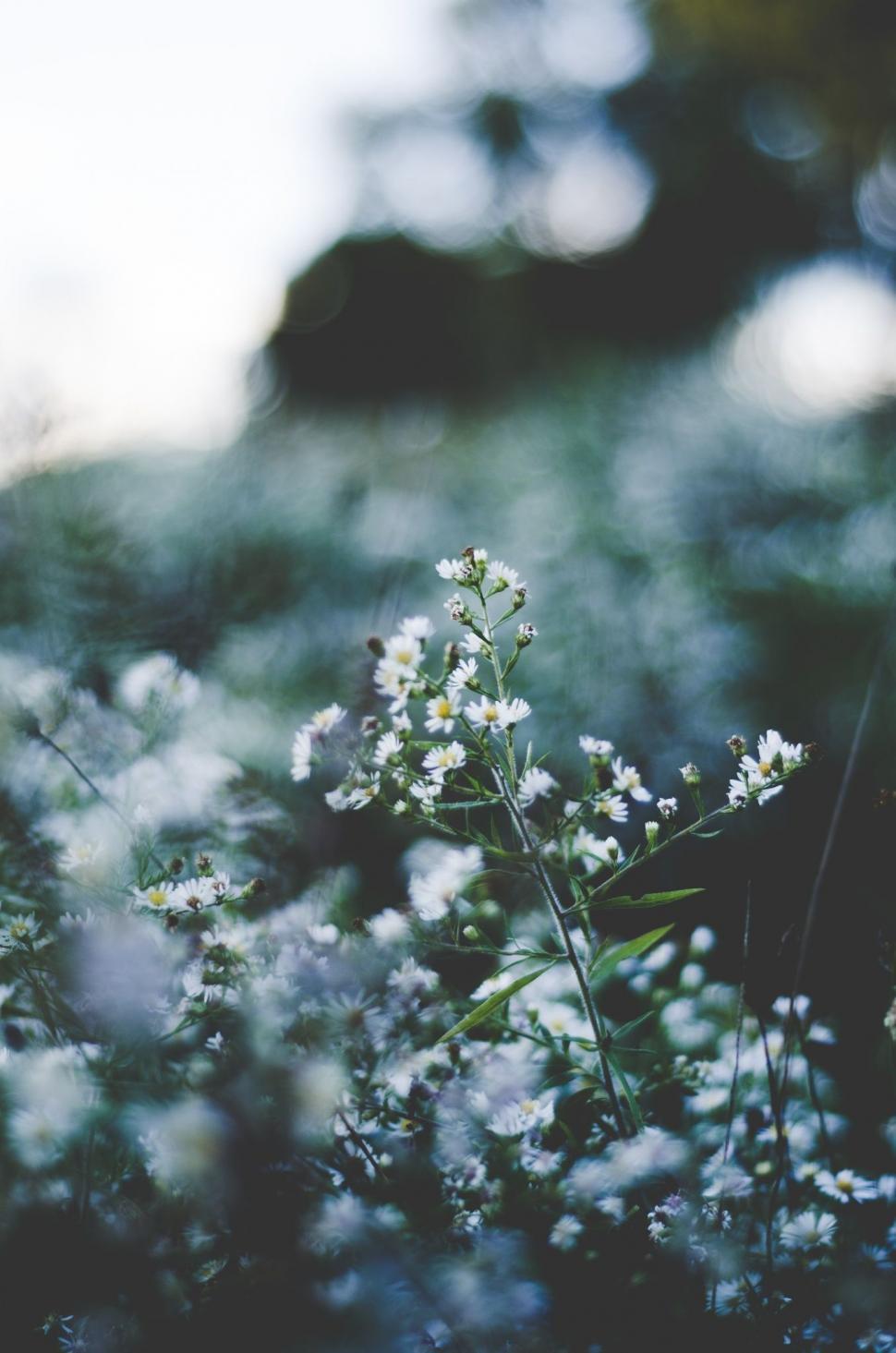 Free Image of Cluster of Flowers Nestled in Grass 