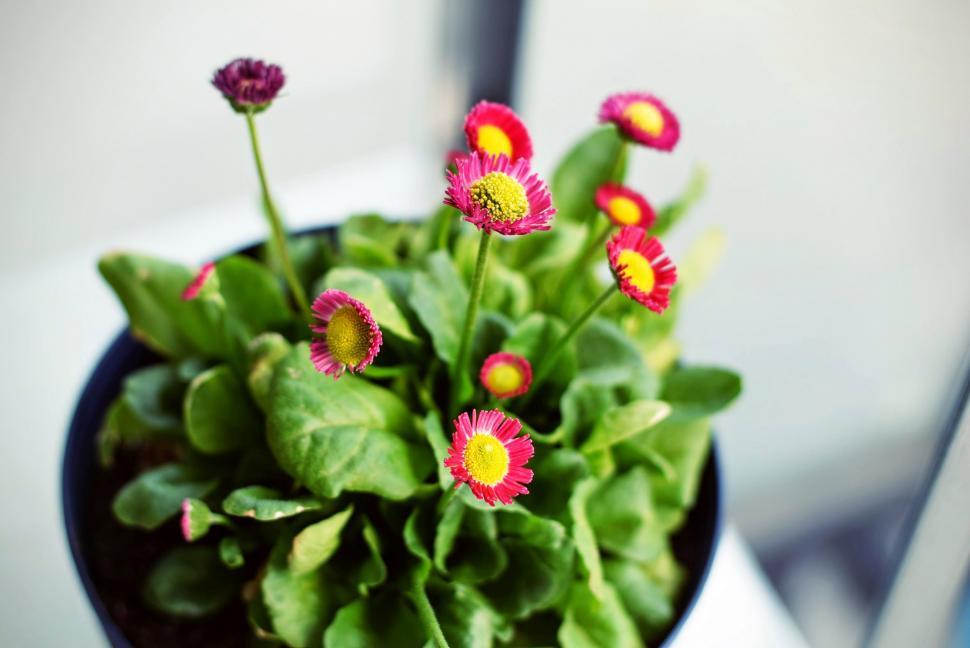 Free Image of Blooming Potted Plant With Red and Yellow Flowers 