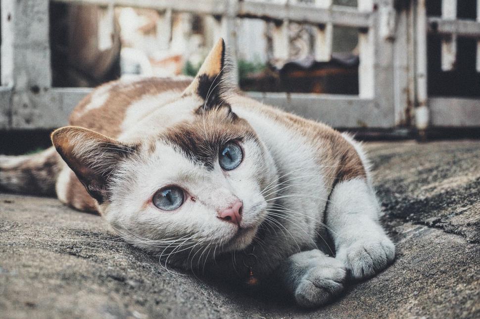 Free Image of Brown and White Cat Laying on the Ground 