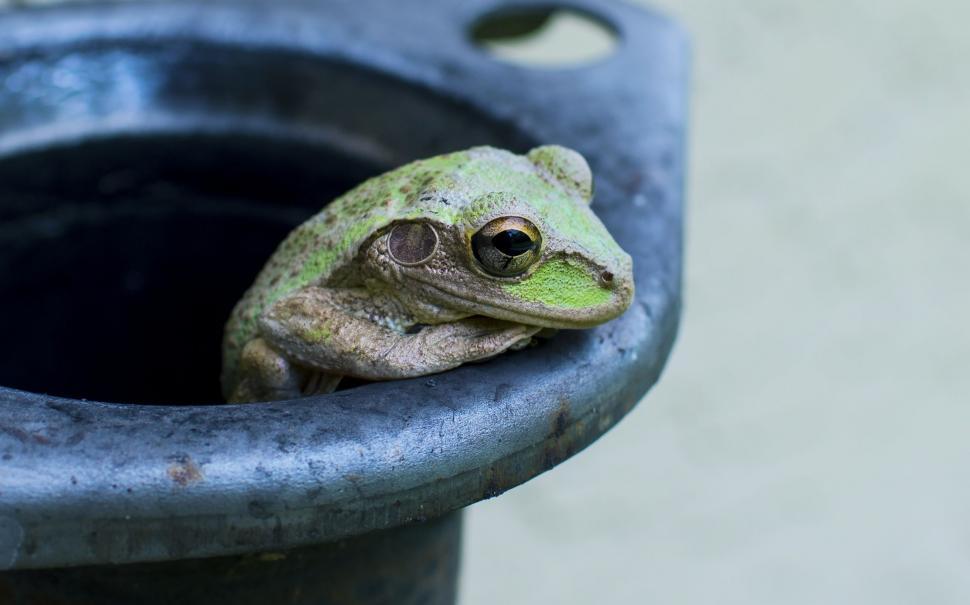 Free Image of Green Frog Sitting in Blue Pot 