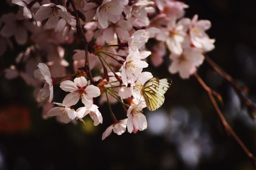 Free Image of Butterfly Perched on Blossoming Tree Branch 
