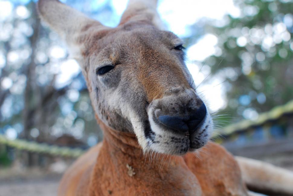 Free Image of Close Up of a Kangaroo With Trees in the Background 
