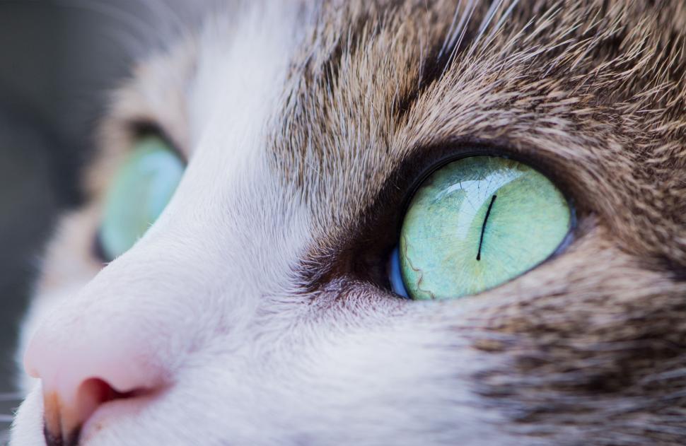 Free Image of Intense Gaze: Close Up of a Cats Green Eyes 