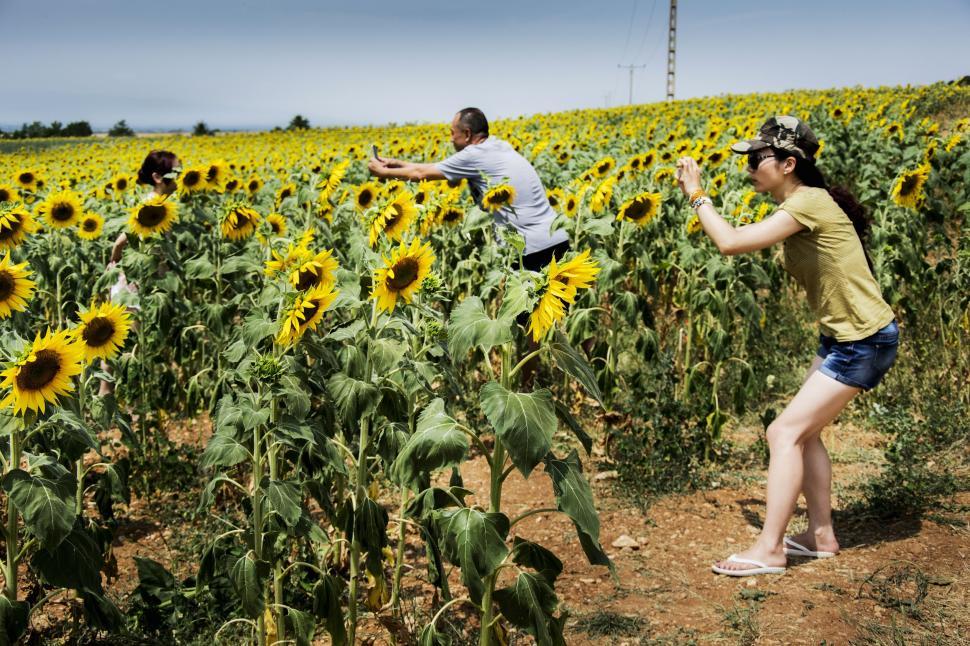 Free Image of Man and Woman Walking in Sunflower Field 