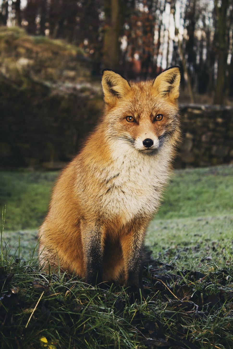 Free Image of Red Fox Sitting on Top of Lush Green Field 