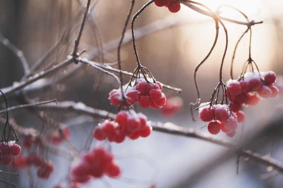 Free Image of Close Up of Berries on a Tree Branch 