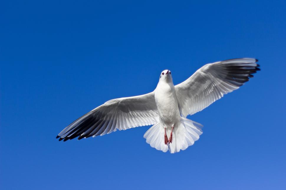 Free Image of White and Black Bird Flying in Blue Sky 