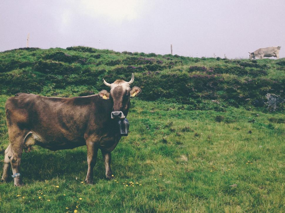 Free Image of Brown Cow Standing on Lush Green Field 