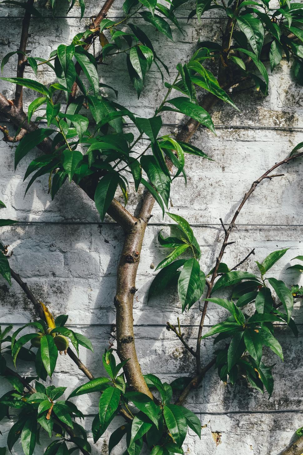 Free Image of Green Plant Growing on White Brick Wall 