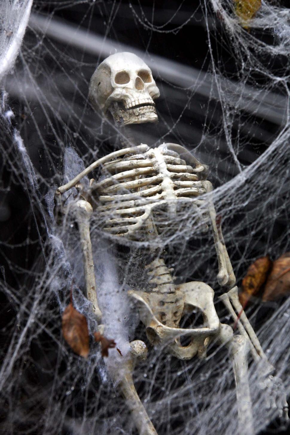 Free Image of Skeleton Sitting in Spider Web 