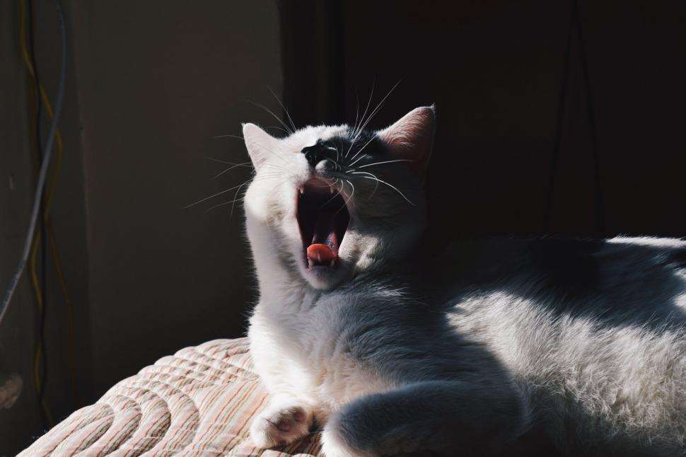 Free Image of A Cat Yawns on Bed 