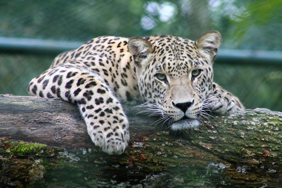 Free Image of Close-Up of a Leopard Resting on a Tree Branch 