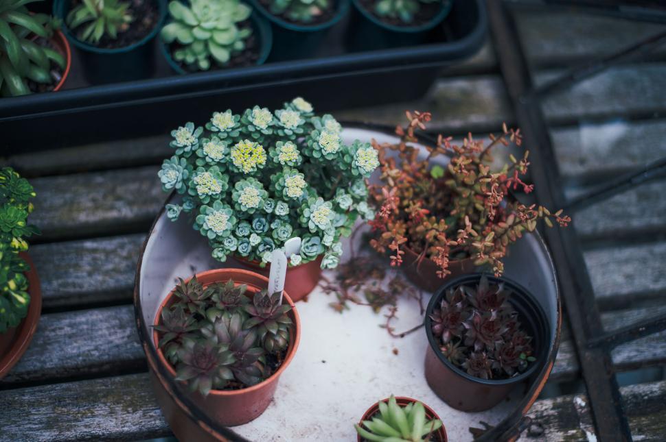 Free Image of Group of Potted Plants on Table 
