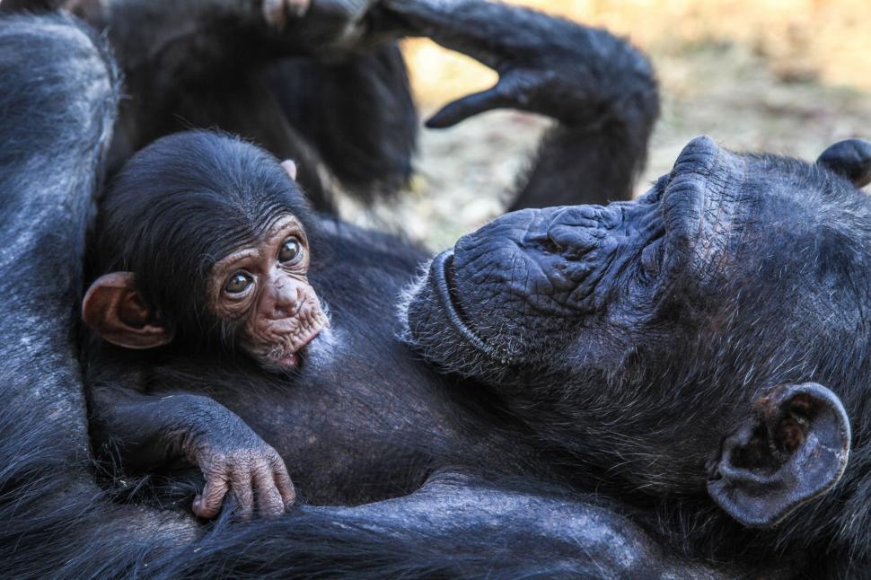Free Image of Baby Chimpanzee Sitting on Adult Chimpanzee 