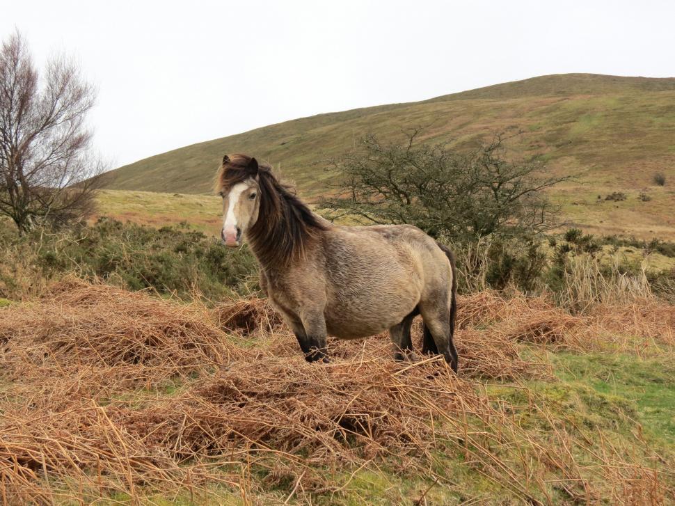 Free Image of Horse Grazing in Field With Background Hill 