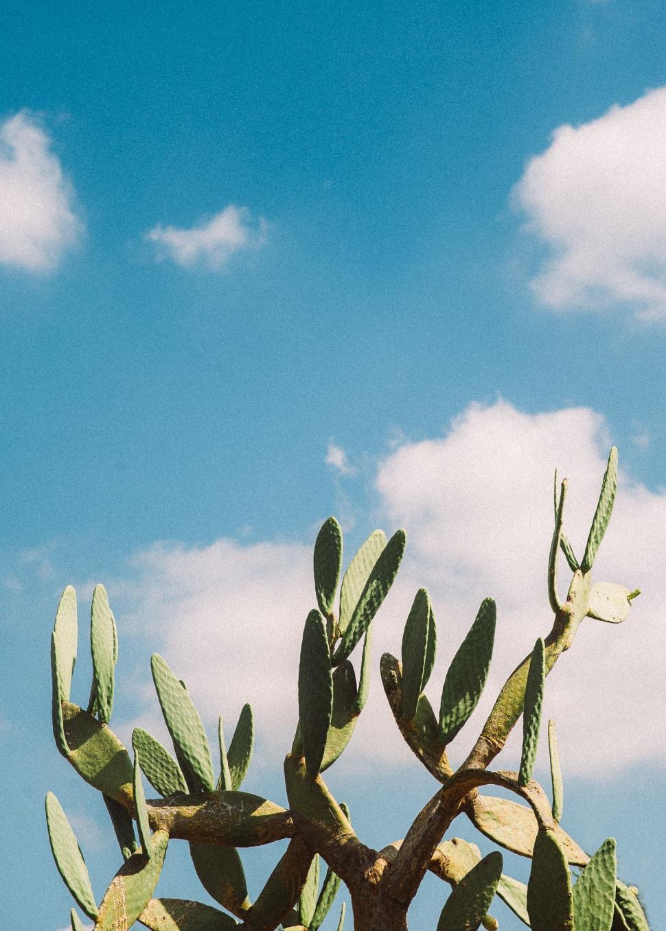 Free Image of Cactus Plant Against Blue Sky 