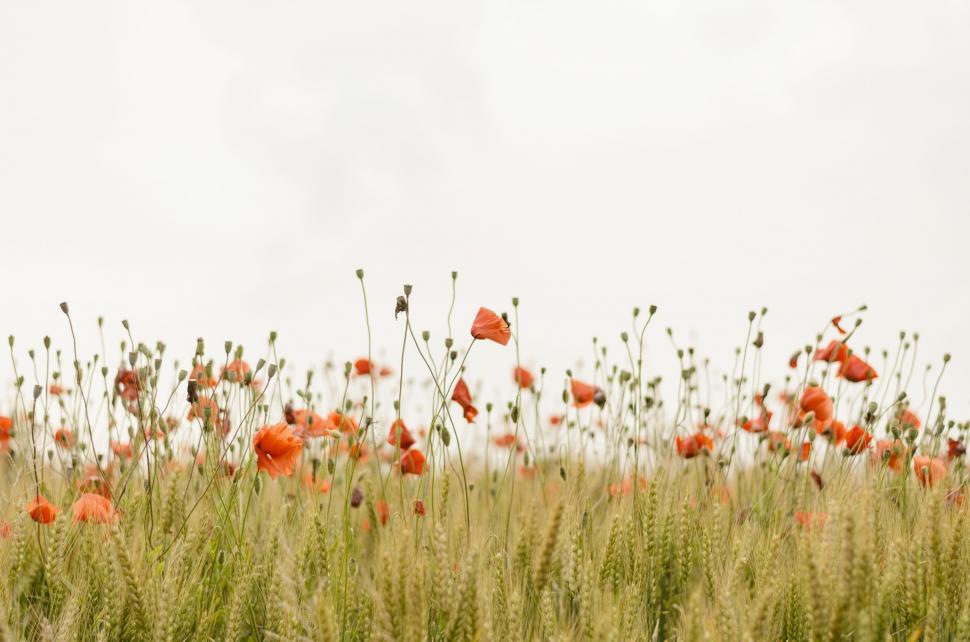 Free Image of Field of Tall Grass and Red Flowers 