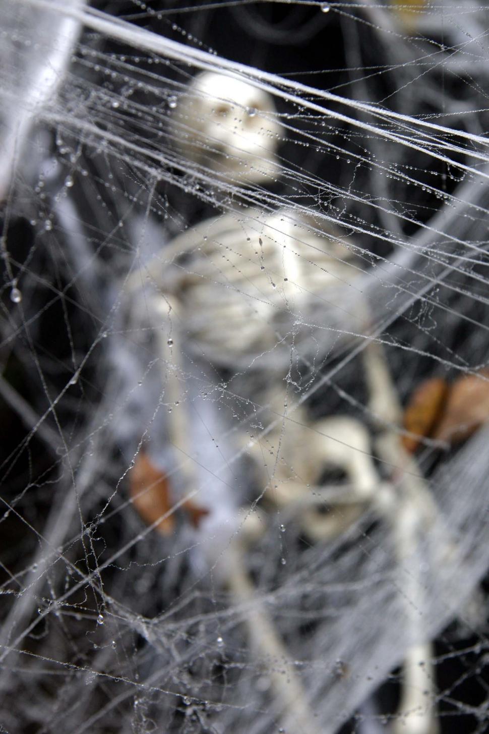 Free Image of halloween scary frightening spooky ghoule skeleton decoration haunted skull web spider evil scare coffin bones human 