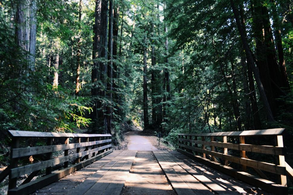 Free Image of Wooden Bridge in Forest 