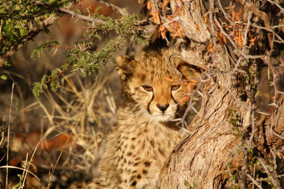 Free Image of Cheetah Cub Resting in Shade of Tree 