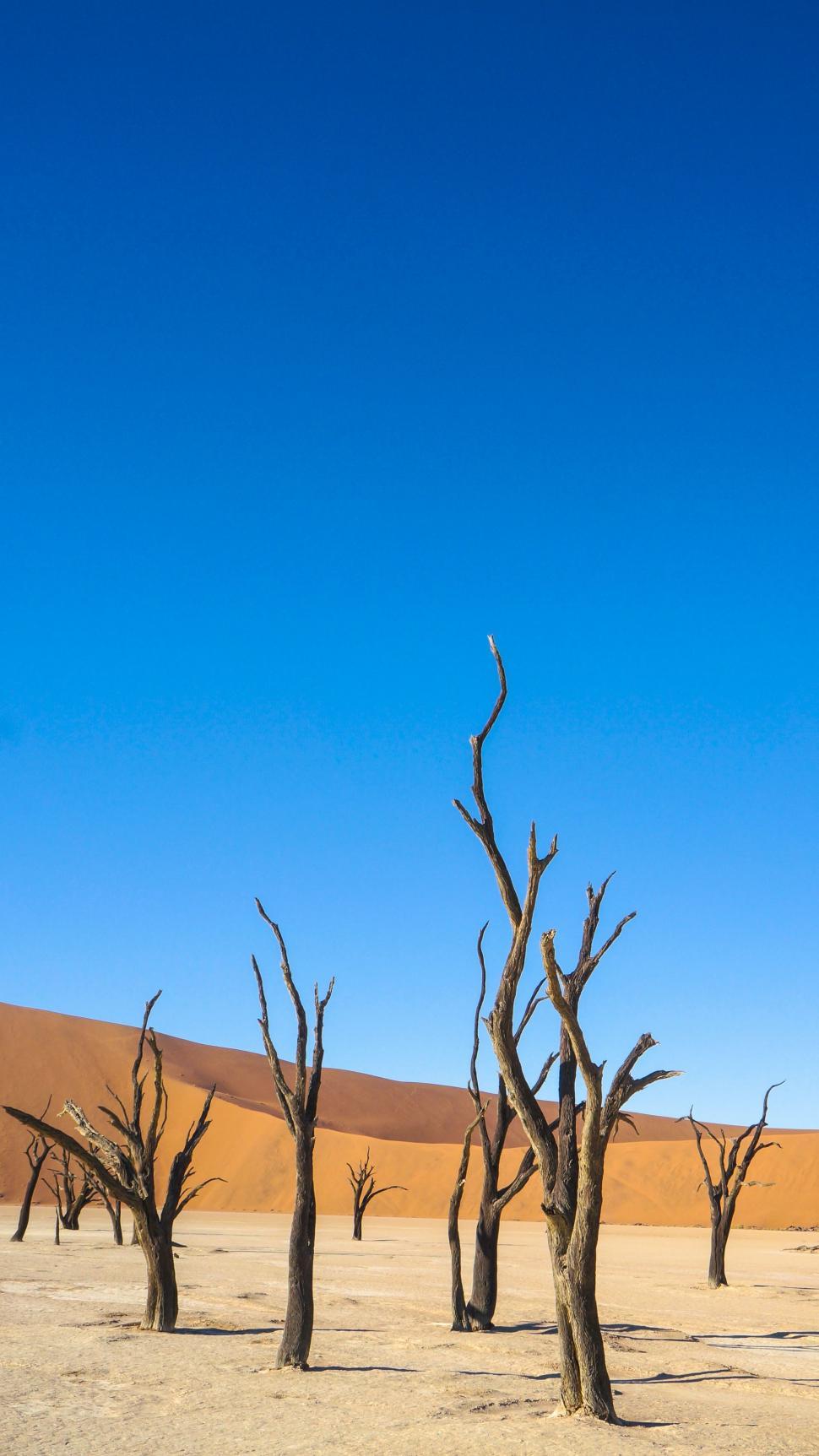 Free Image of Group of Dead Trees Standing in Desert 