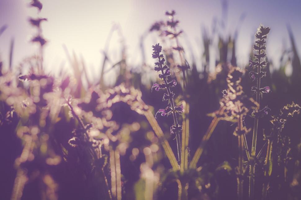Free Image of Blurry Field of Flowers 