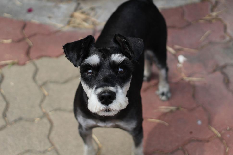 Free Image of Small Black and White Dog Standing on Sidewalk 