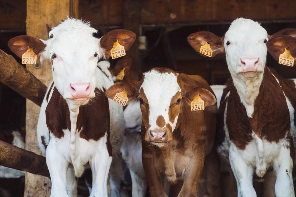 Free Image of Group of Brown and White Cows Standing Together 