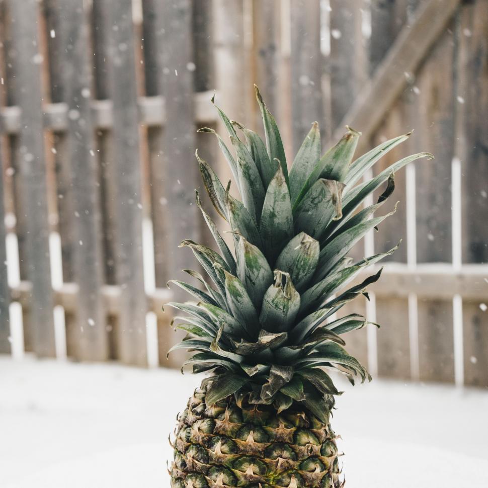 Free Image of Pineapple Resting on Snow Covered Ground 