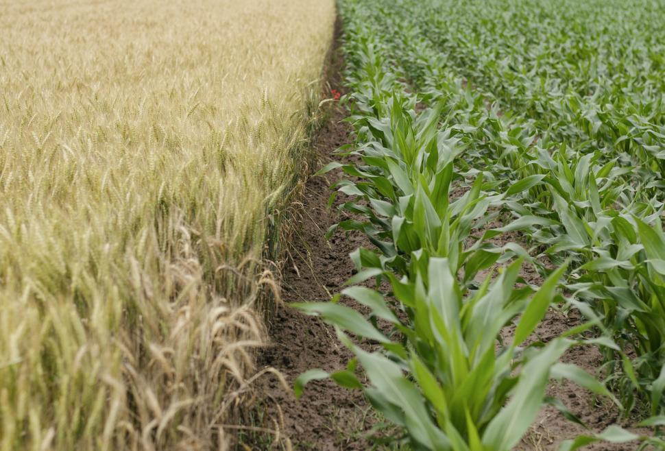 Free Image of Two Fields of Corn 