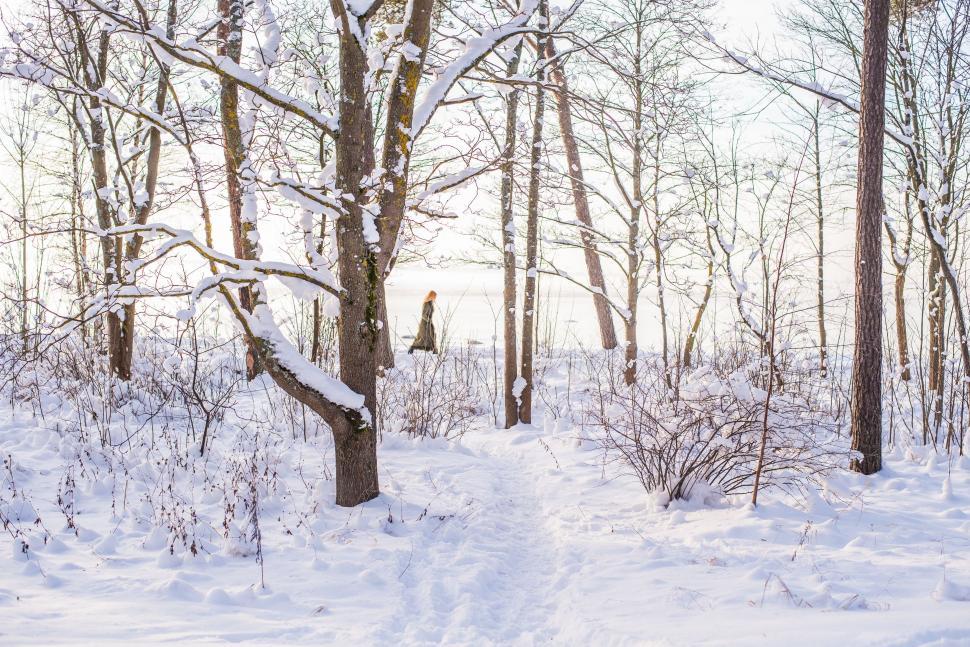 Free Image of Snow-Covered Trail in Woodlands 