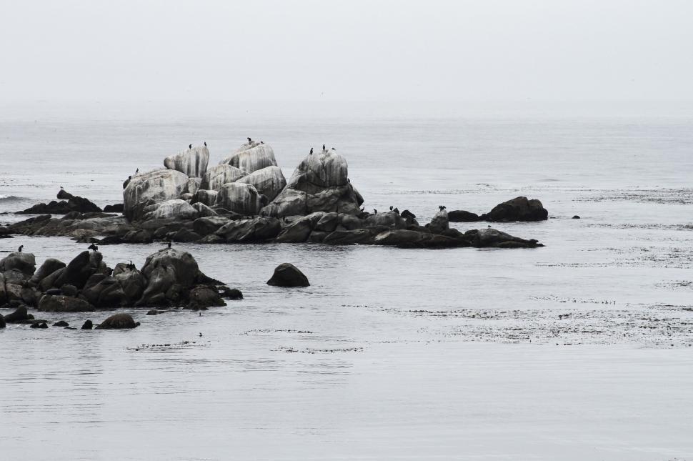 Free Image of Flock of Birds Sitting on Rocks in Ocean 
