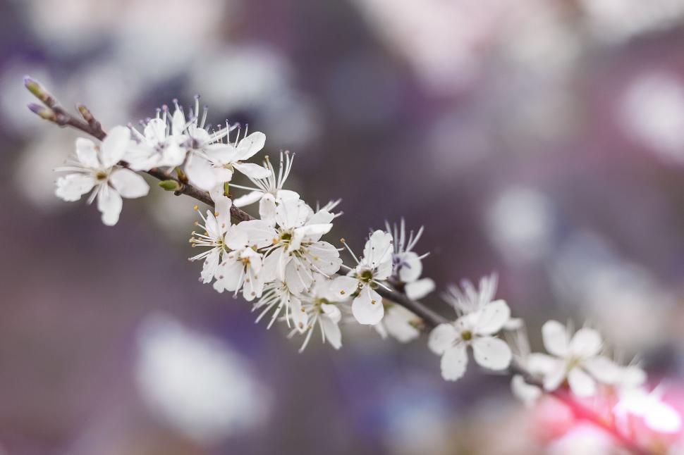 Free Image of Close-Up of Branch With White Flowers 