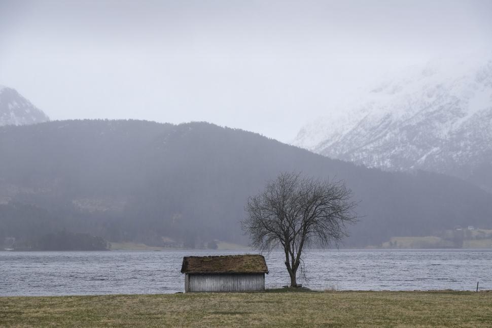 Free Image of Lone Tree in Field by Body of Water 