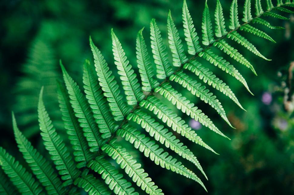 Free Image of Close Up of a Green Fern Leaf 