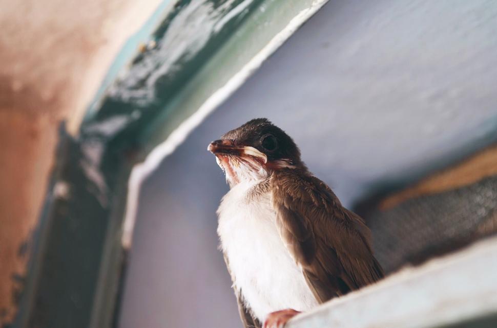 Free Image of Brown and White Bird Perched on Ledge 