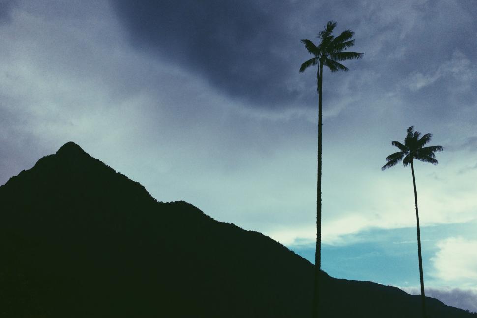 Free Image of Couple of Palm Trees on Hilltop 