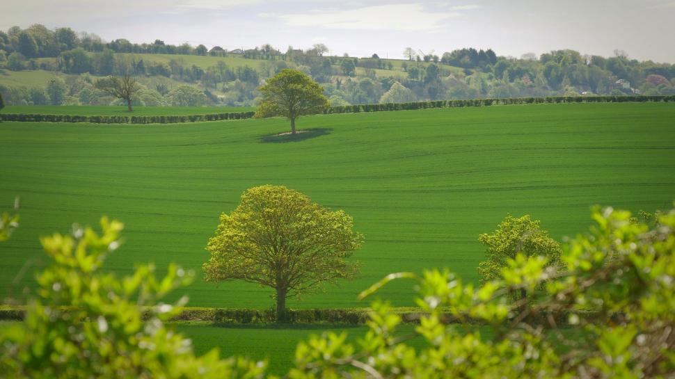 Free Image of Lush Green Field With Trees in the Distance 