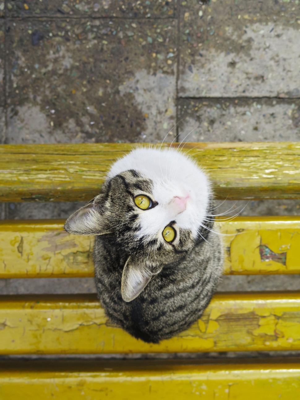 Free Image of Gray and White Cat Sitting on Yellow Bench 