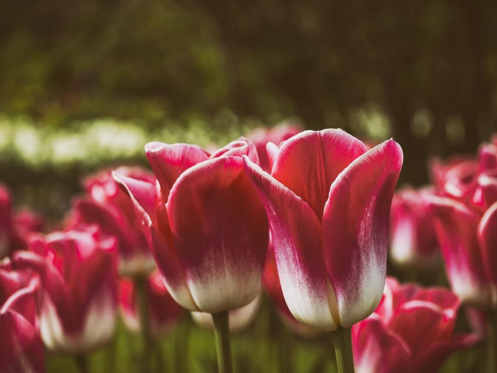 Free Image of Field Full of Red and White Tulips 