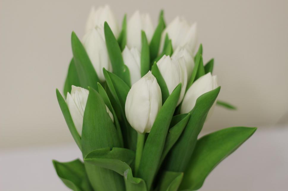 Free Image of A Bouquet of White Tulips in a Vase 