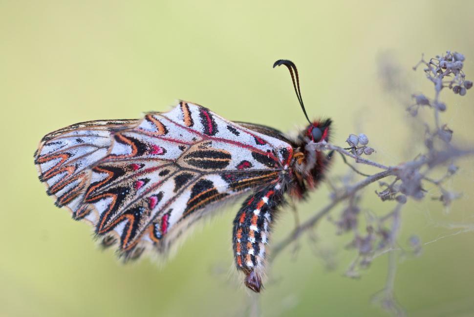 Free Image of Butterfly on a Flower Close Up 